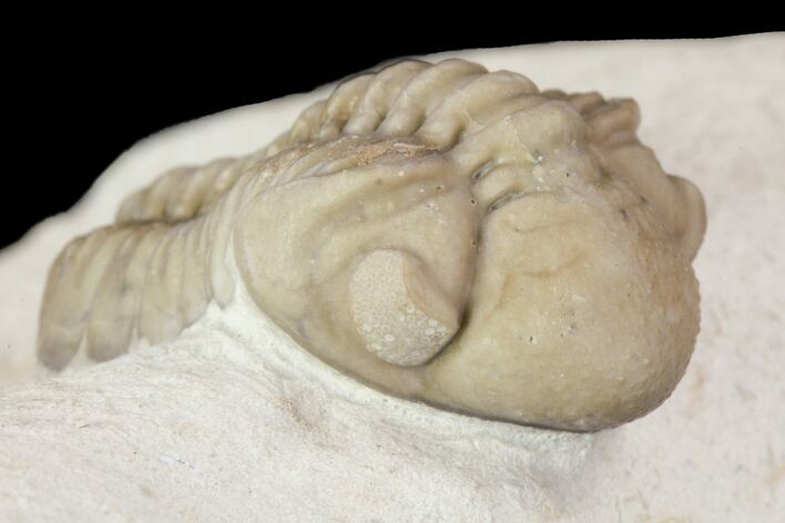 Detailed, Long Kainops Trilobite - Oklahoma #95693